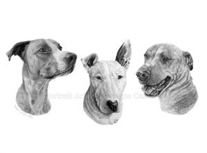 'Spencer, Bruno And Roxy' commission in graphite
