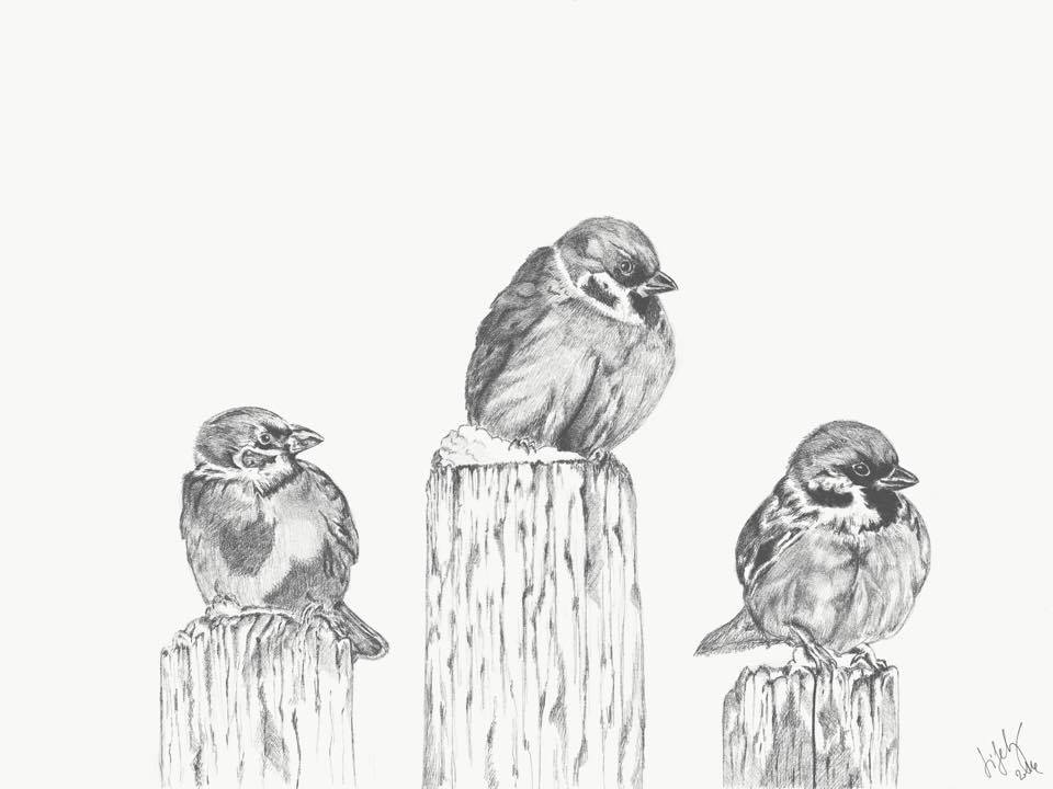 Three sparrows