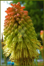 Red Hot Poker