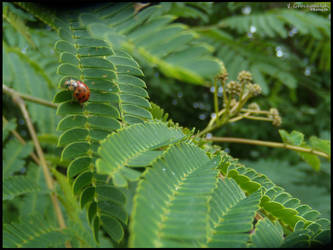 Mimosa branches 2