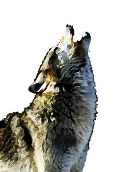 Wolf Watercolour