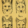 Summer North America Fox faces