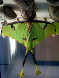 Lunar Moth 2