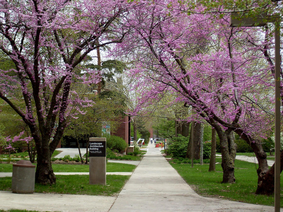 Pink Path 2 by LearaStock on DeviantArt