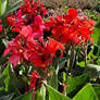 Red Canna Lily 2