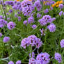 Verbena Flowers