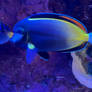 Surgeonfish