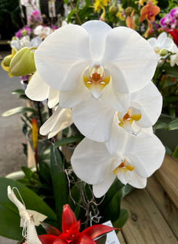 White Orchid