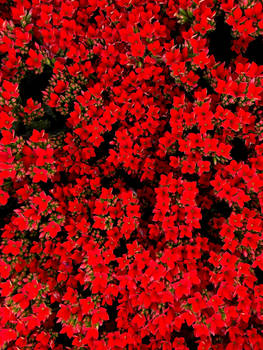 Red Kalanchoe 1-2