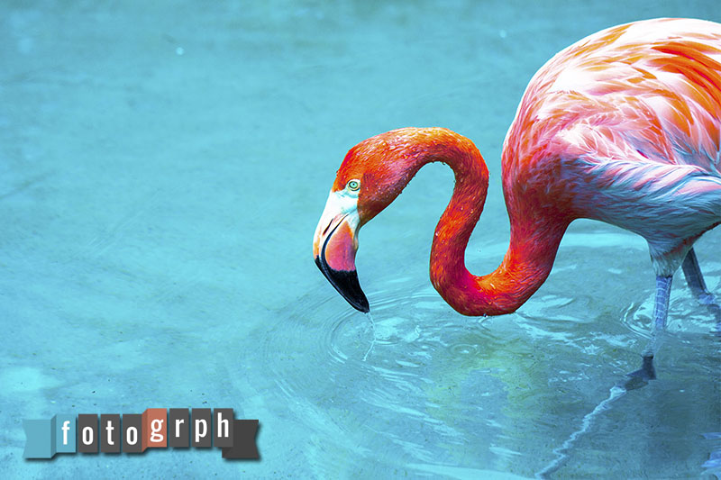 Flamingo in Water by fotogrph on DeviantArt