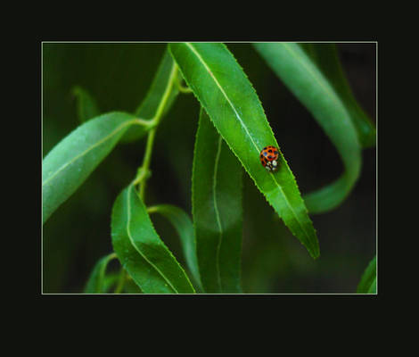 Ladybug Bird