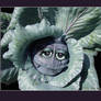 Emotional Cabbage