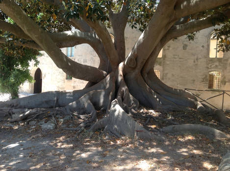 entrance tree 2