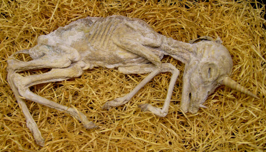 Mummified Baby Unicorn Gaff 3