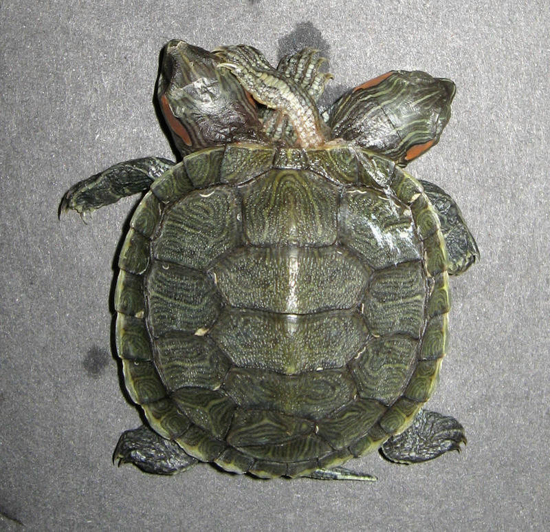 Conjoined Turtles Siamese Turtle Sideshow Gaff by DETHCHEEZ on DeviantArt
