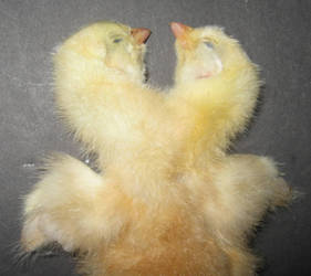 Two Headed Freak Chick Gaff 2