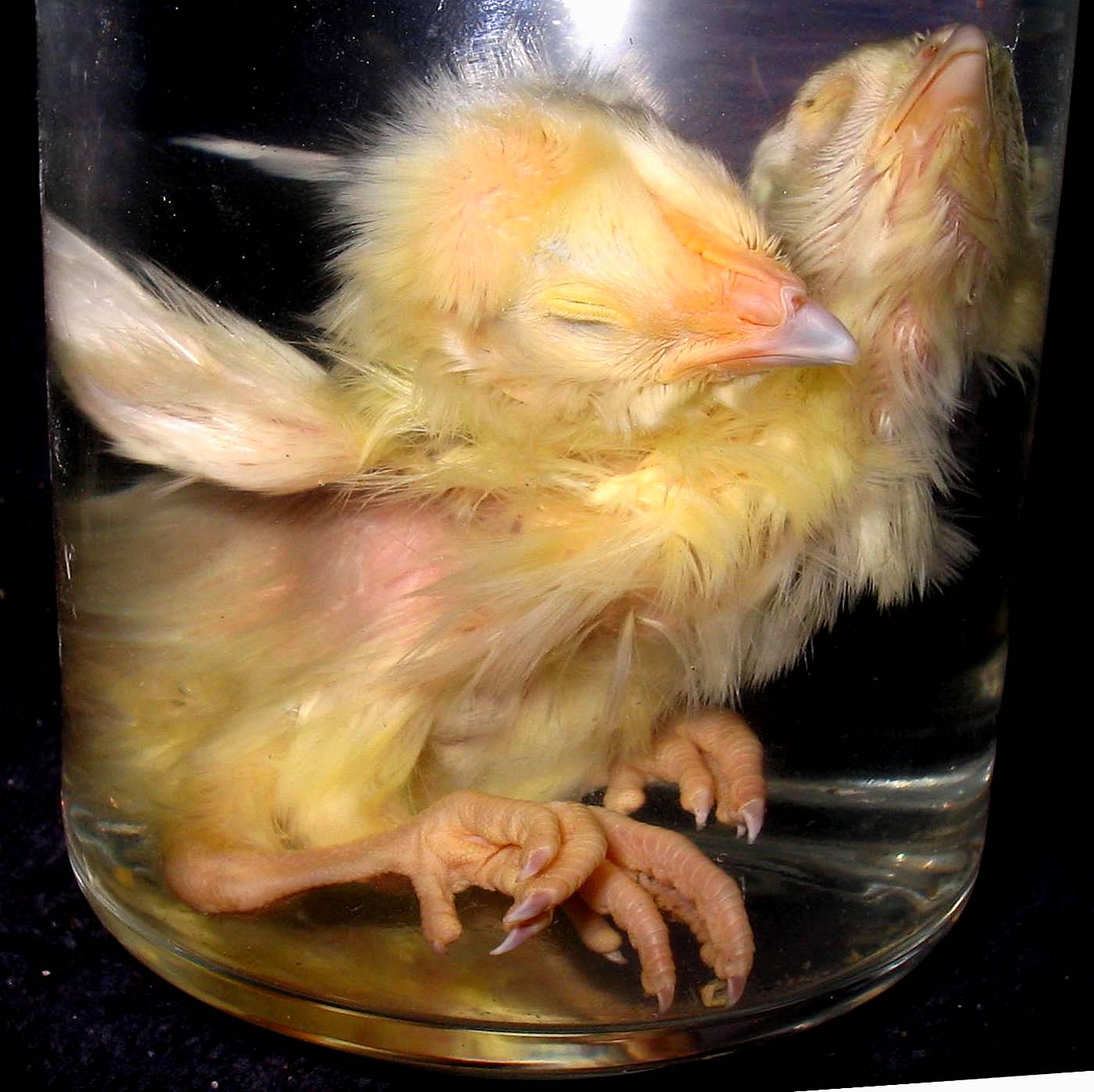 Hot 2 Headed Chick by DETHCHEEZ