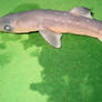 Horned Unicorn Shark Shark