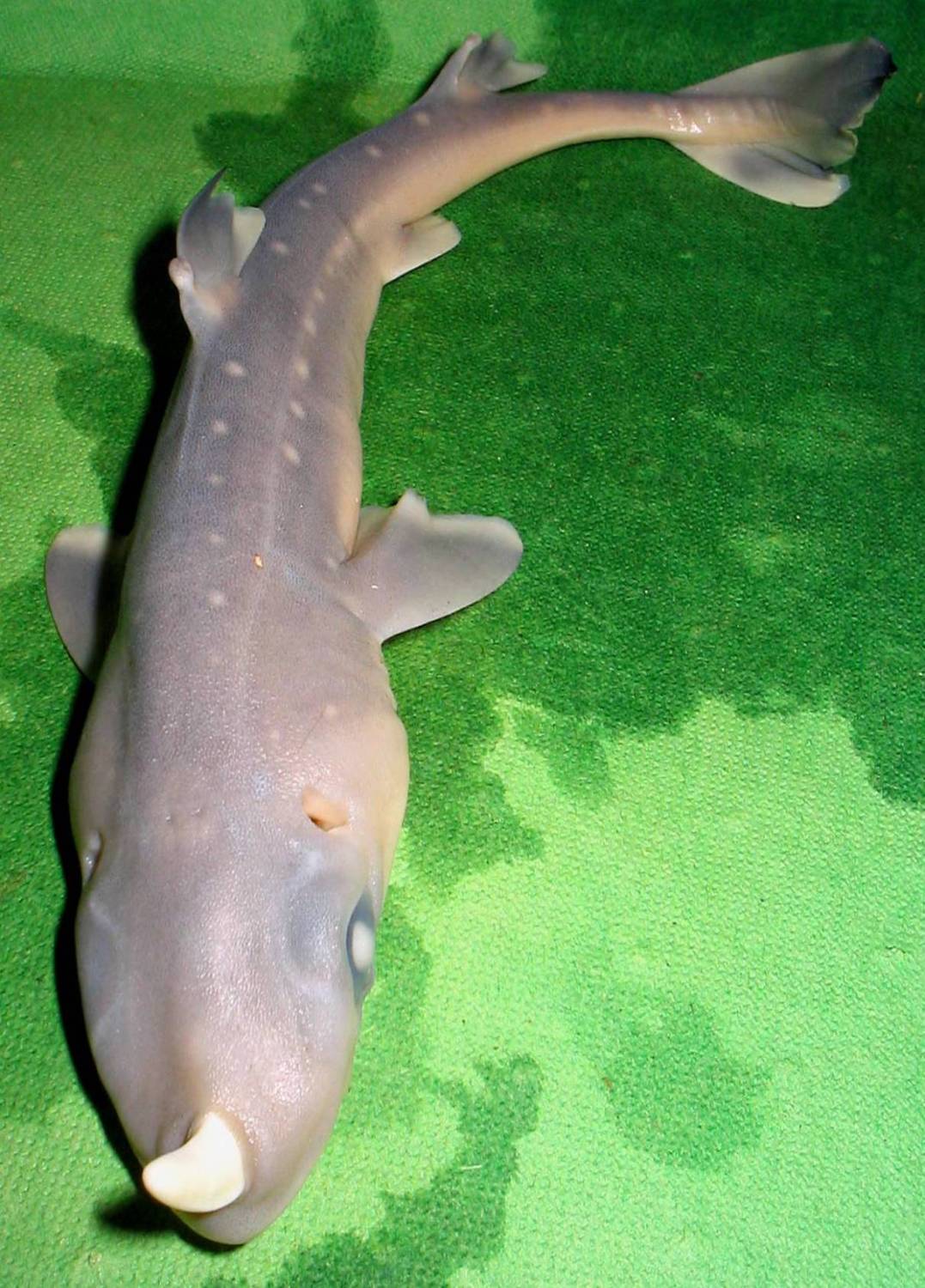 Unicorn Shark by DETHCHEEZ