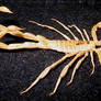 Siamese Sand Scorpion 4