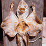 Mummified Alien MothMan 2