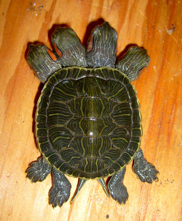 Freak Mutant 4 Headed Turtle by DETHCHEEZ on DeviantArt