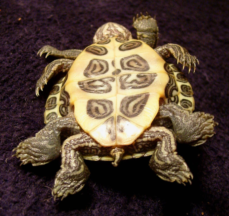 8 Legged Freak Turtle Gaff 3 by DETHCHEEZ on DeviantArt