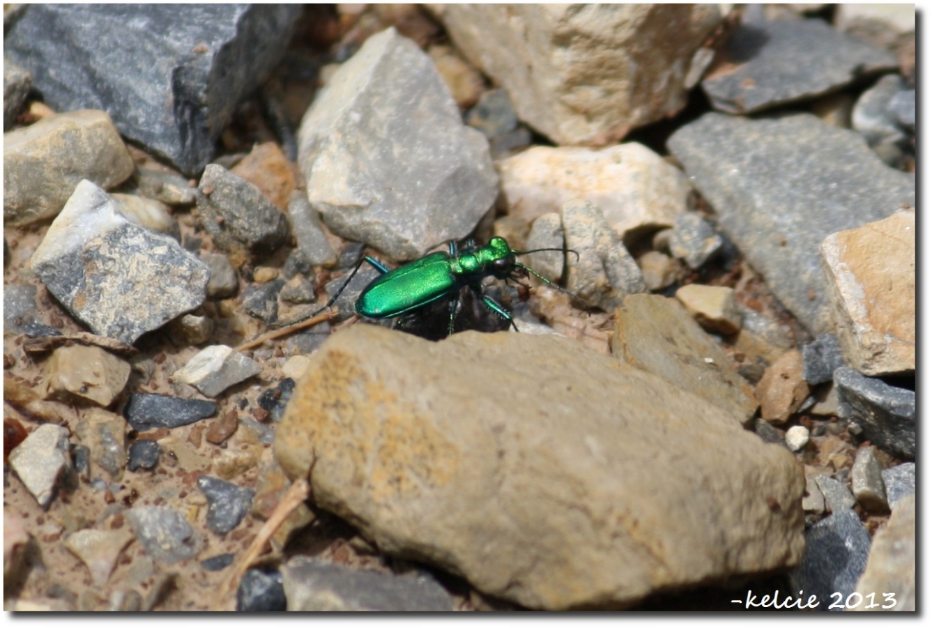 TigerBeetle