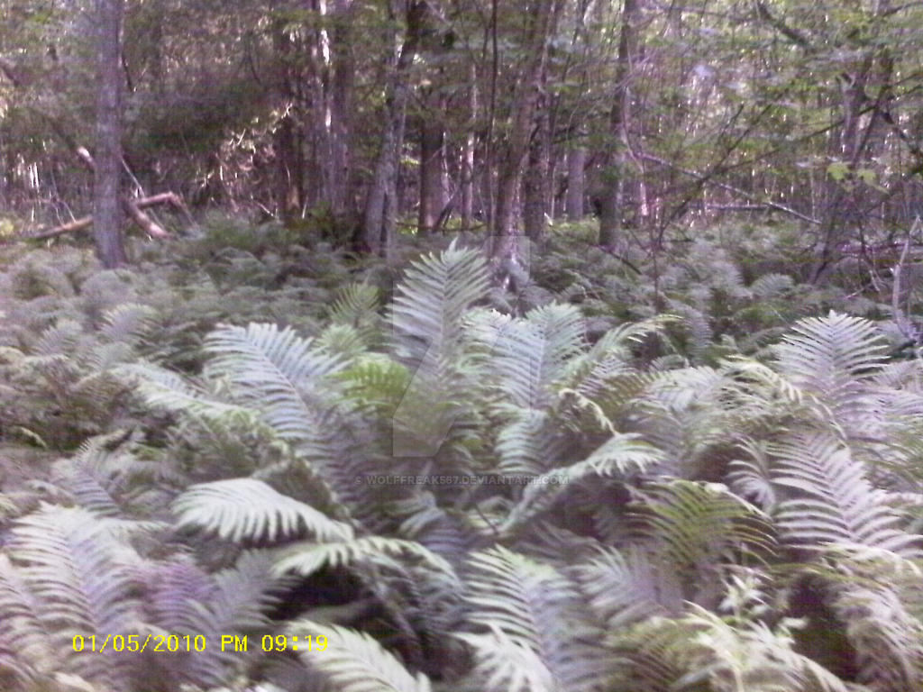 A Forest of Ferns