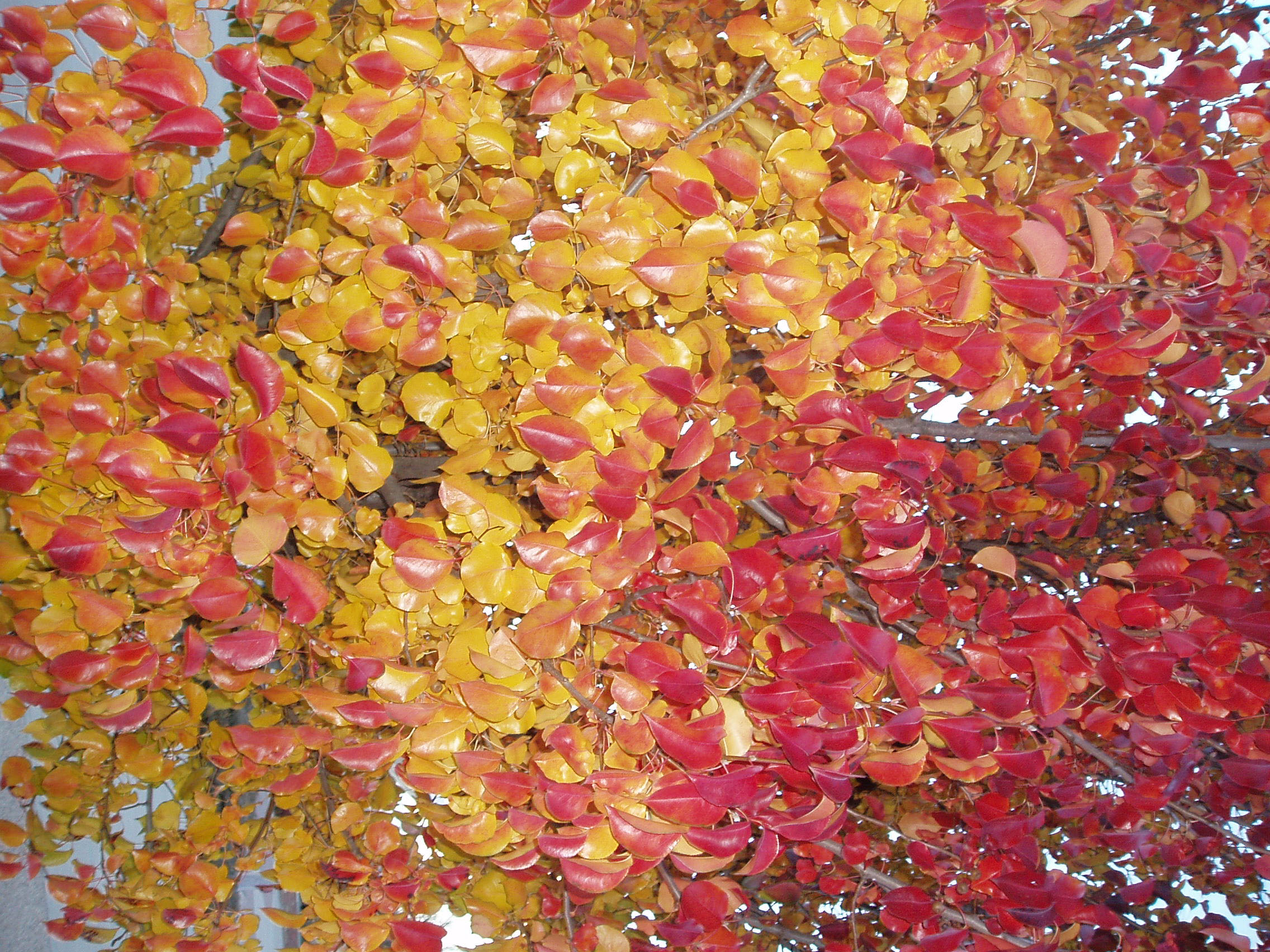 Red and Yellow Leaves