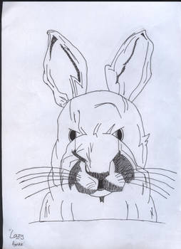 Rabbit