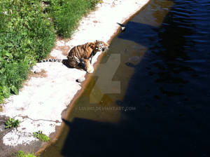 bath coward tiger