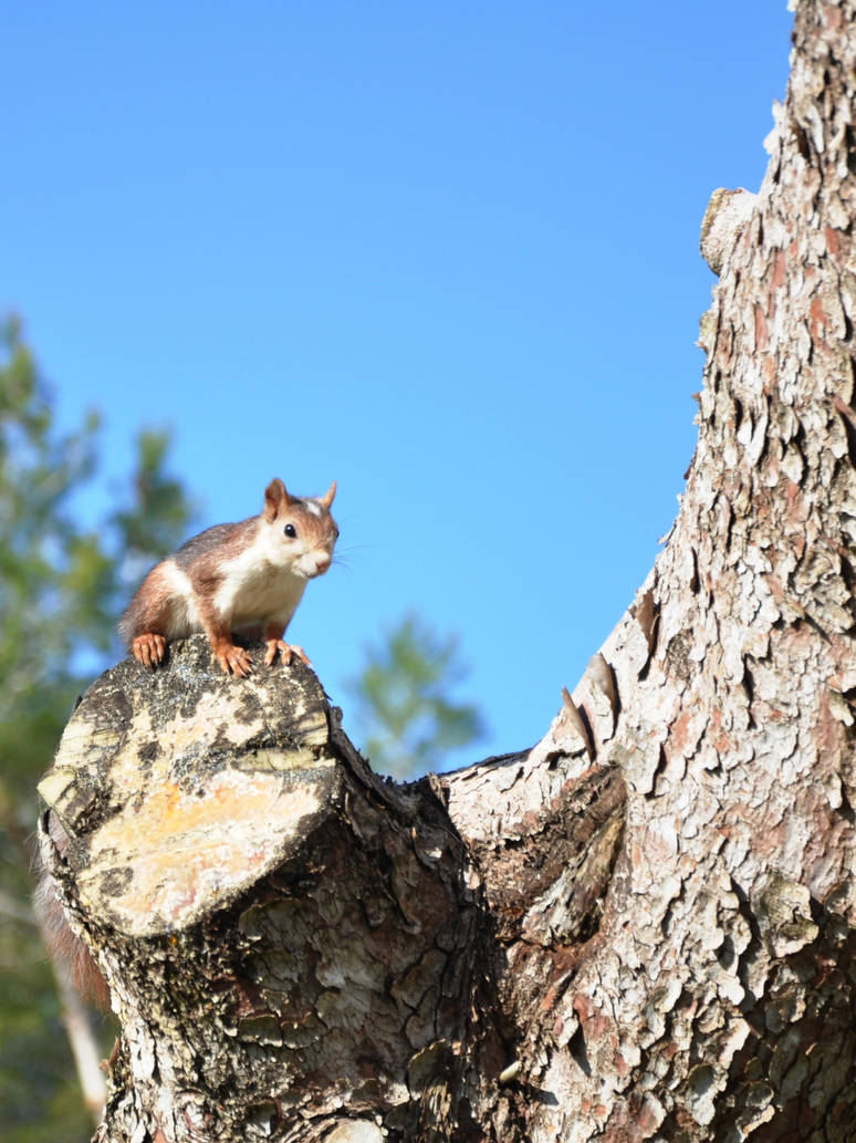 Spanish Squirrel 2 by IconicJohn on DeviantArt