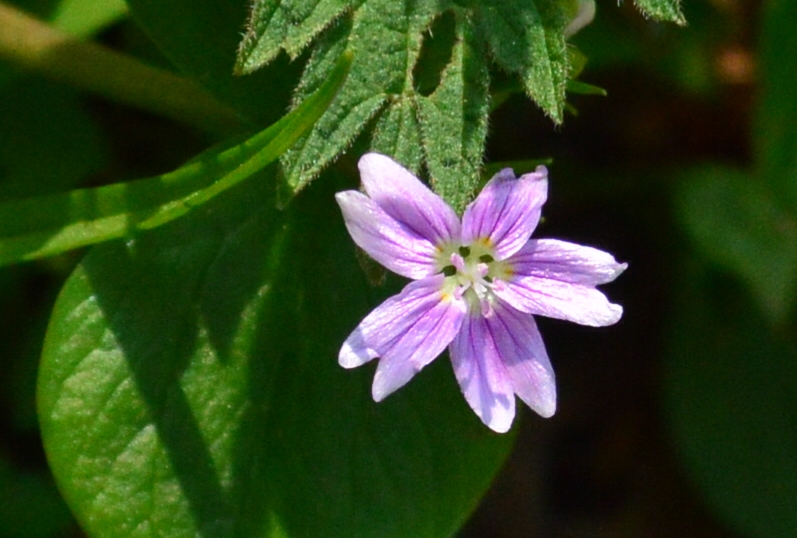 Little flower