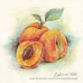 1349 Apricots