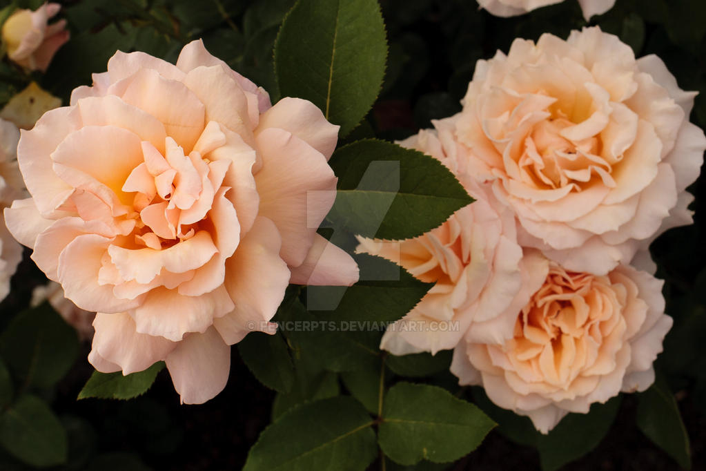 Three Peach Roses Three Peach Roses by Fencerpts on DeviantArt