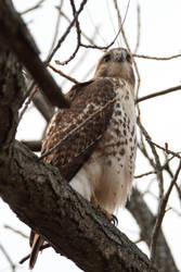 Redtail on Branch 2