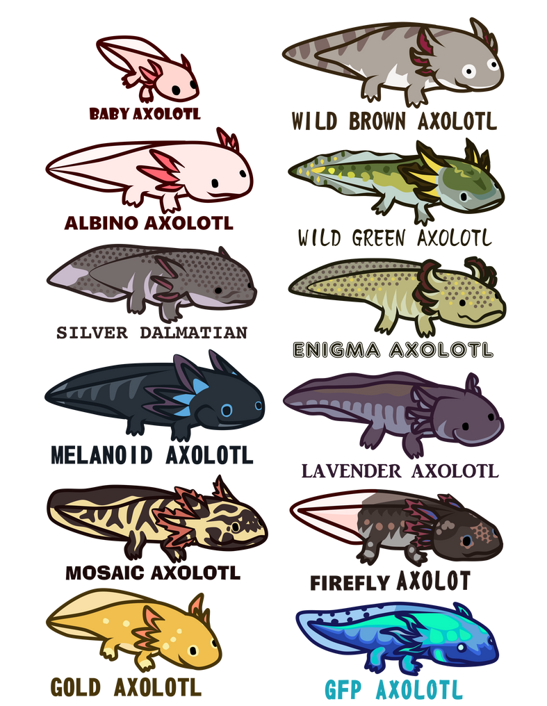 Axolotl Morphs And Colors By IMPULSEimpact On DeviantArt axolotl-morphs-and-colors-by-impulseimpact-on-deviantart
