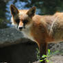 Being A Fox