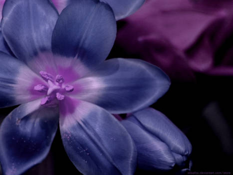 Wallpaper violet flower