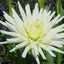 White Flower