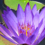 Purple Flower