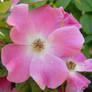 Pink Flower