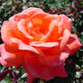 Red Orange Flower