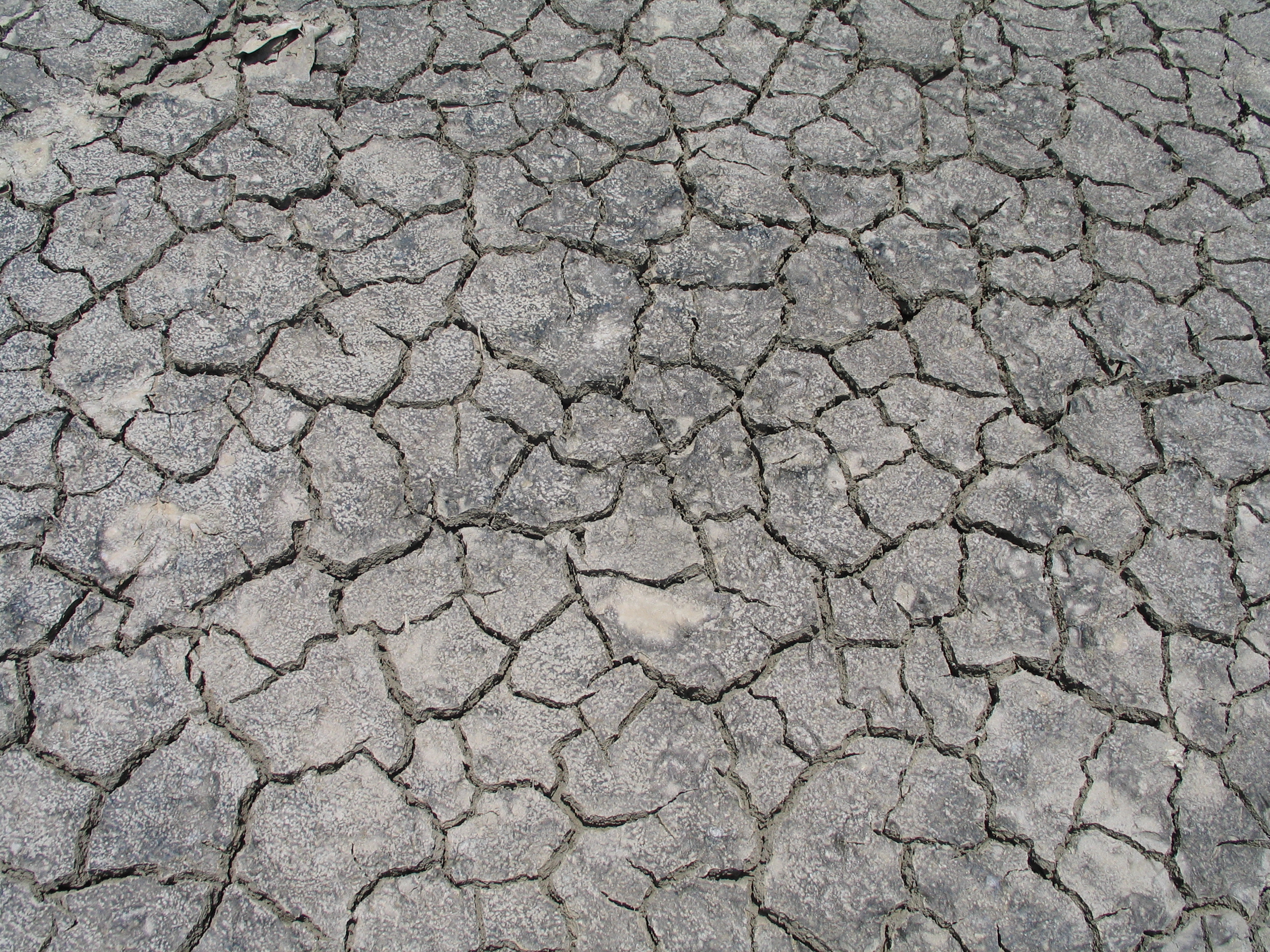 Cracked Ground Texture