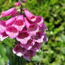 Pink Bell Flowers