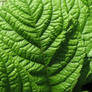 Green Leaf