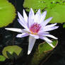 White and Purple Lily