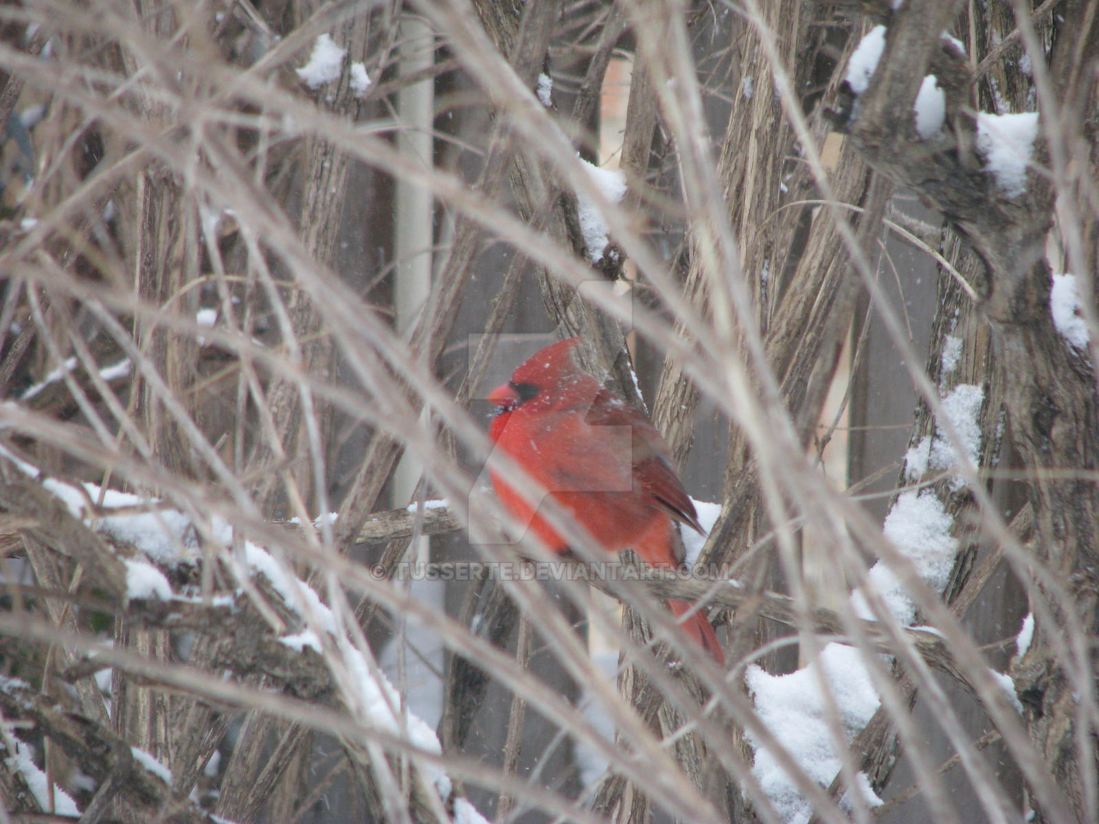 Cardinal