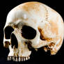 Jawless Skull